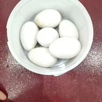 فروش تخم غاز