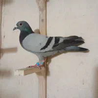 سبزو پولکی