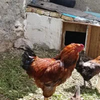 خروس گوشتی