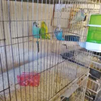 عروس هلندی