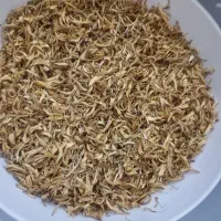 بهارنارنج تازه و طلایی