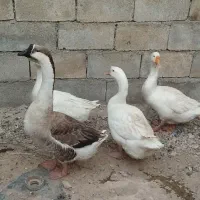 قو غاز خارجی تخم گذار