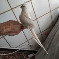 عروس هلندی دستی و سخنگو