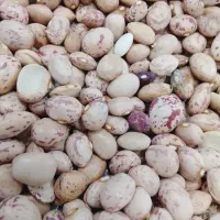 لوبیا چیتی بذر خمین