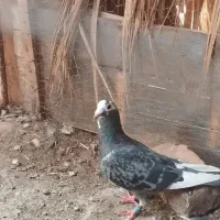 پرنده