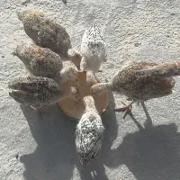 جوجه بوقلمون محلی دوماهه