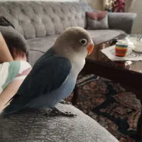 طوطی برزیلی خاص