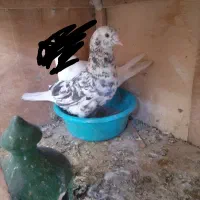 کبوتر هما کفتر پرشی