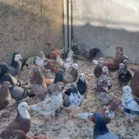 کفتر