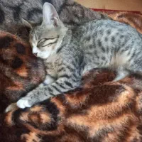 گربه ۳ ماهه