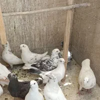 35 کفتر عالی پرشی