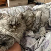 گربه اسکاتیش