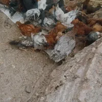 جوجه محلی کشتنی