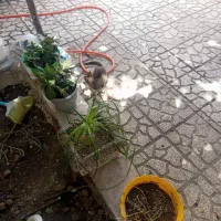 بچه گربه