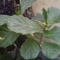 فیکوس لیراتا.کاکتوس اپونتیا و کندل.باباآدم ویوکا