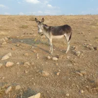 به‌علت‌کبمود‌جاخدا‌شاهده‌میفروشم