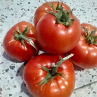 گوجه‌فرنگی