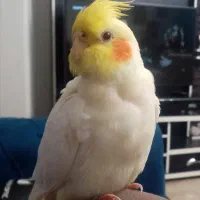 عروس هلندی گمشده