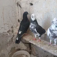 کبوترتهراتی