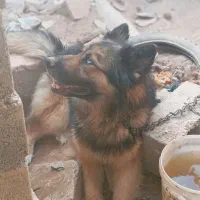 سگ ژرمن   خوشگله