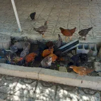 فروش جوجه مرغ و خروس