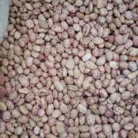 لوبیا چیتی تمیز