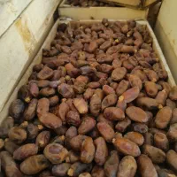 خرما|عمده‌فروشی|کارون, |دیوار