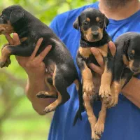 فروش توله دوبرمن و ژرمن اصیل با کیفیت بالا