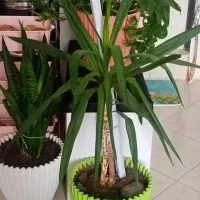 گل طبیعی|گل و گیاه طبیعی|مشهد, پایین خیابان|دیوار