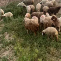 میش بره