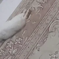 بچه خرگوش