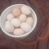 تخم مرغ گلین