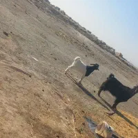 بز بزغاله دار