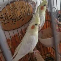 عروس هلندی مولد لوتینو گل باقالی غرب تهران