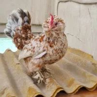 مرغ و خروس زینتی