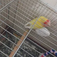 طوطی برزیلی ماده فیشر