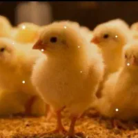 فروش جوجه ۱۰ روزه هر ۱۰ عدد خرید ۱ عدد رایگان