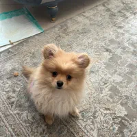 سگ پامرانیان