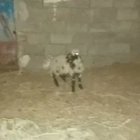 گوسفند