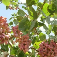 تولید نهال پسته اکبری گلدانی