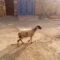 شیشک جوان پاک چاق