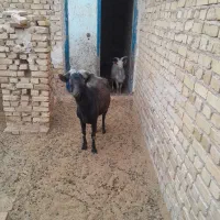 نر بز|حیوانات مزرعه|اردکان, |دیوار