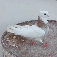 کبوتر طوقی