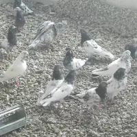 فروش ۶۰ عدد کفتر پاکستانی