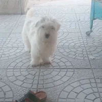 سگ پاپی
