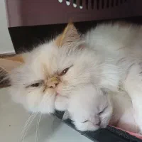 بچه گربه پرشین فلت لانگ هیر