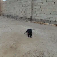 پا کوتاه ماده