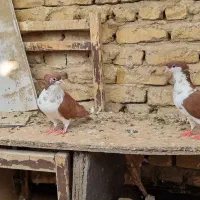 ساده سرخ کاکلی ساده افشون ساده هفت رنگ