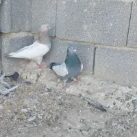 کفتر سینه