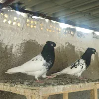 کفتر جفتگاه و پرشی
